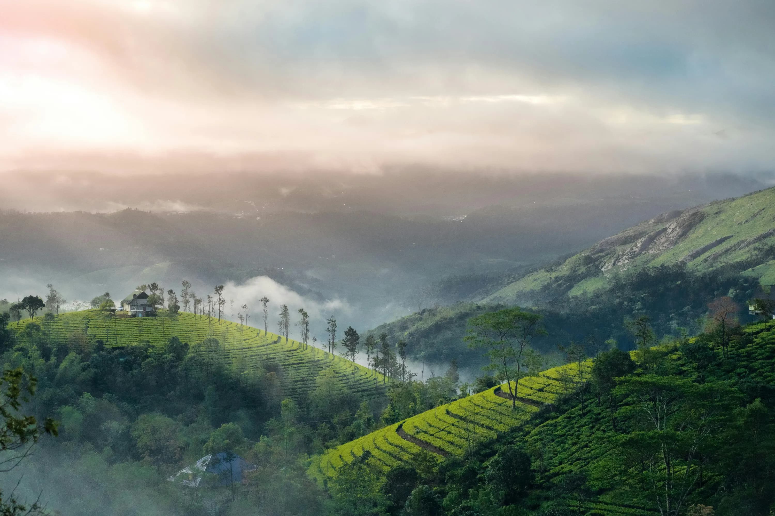 Munnar Thekkady Alleppey 5 Days thumbnail 12
