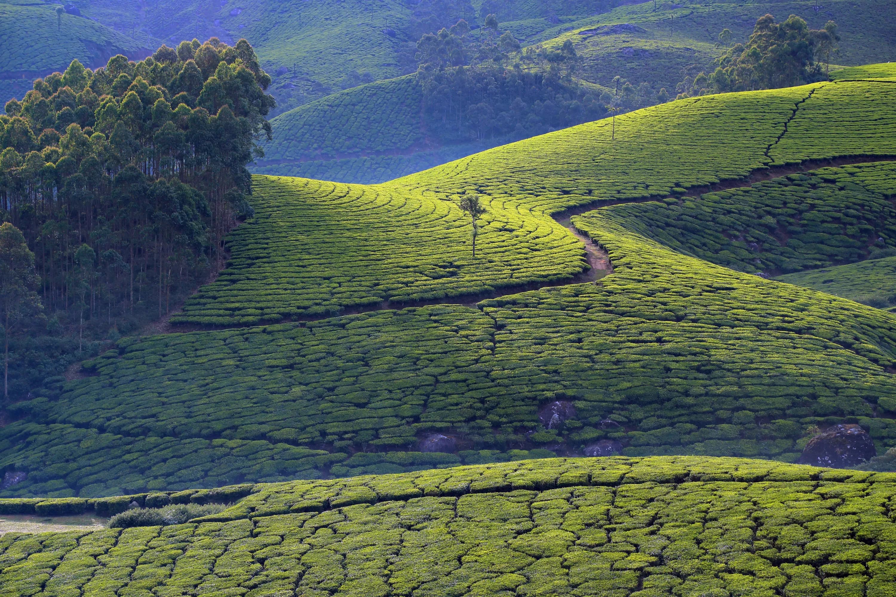 3 Days Munnar Eco point tour with Tea museum