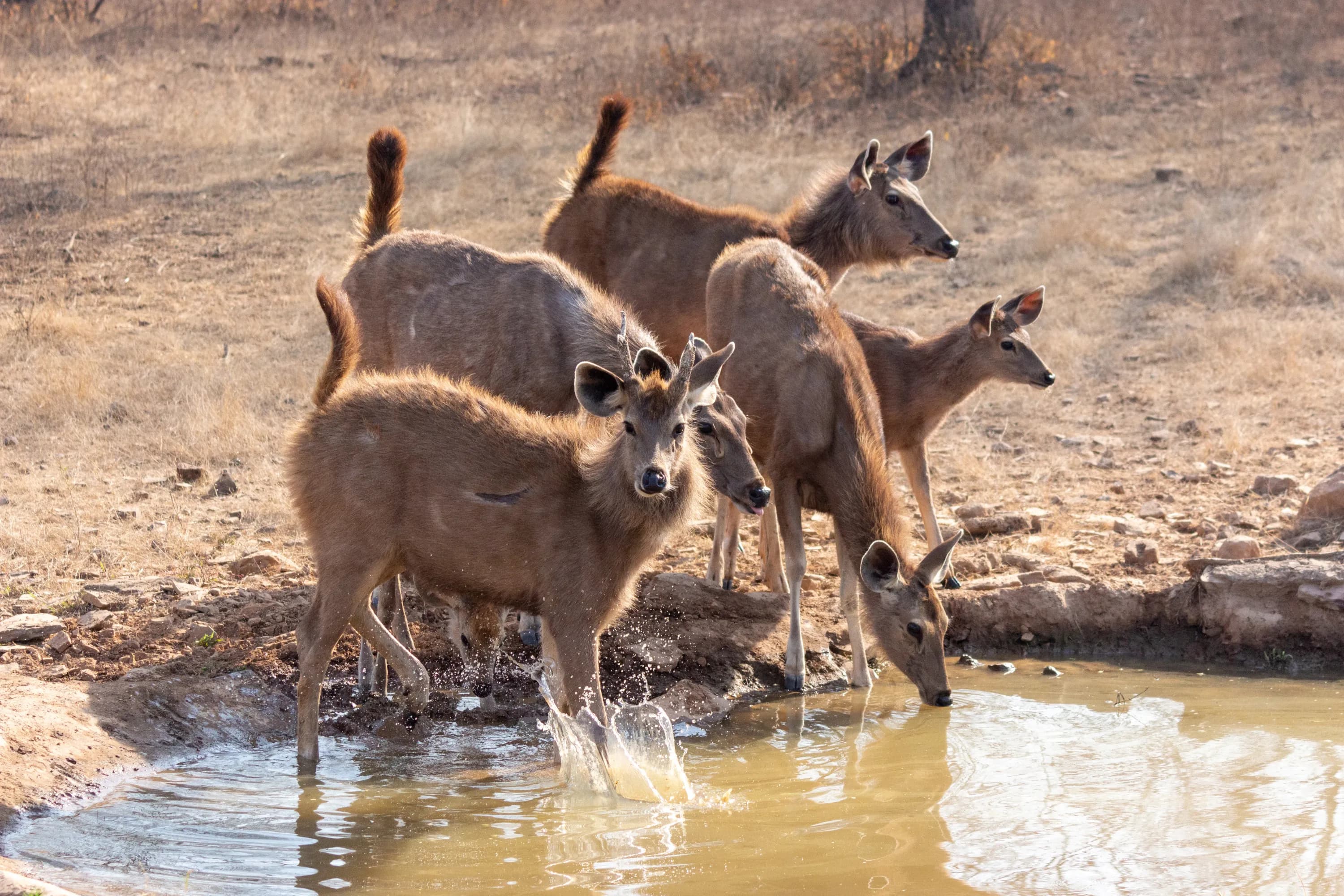 Jim Corbett Wildlife Tour 3Days
