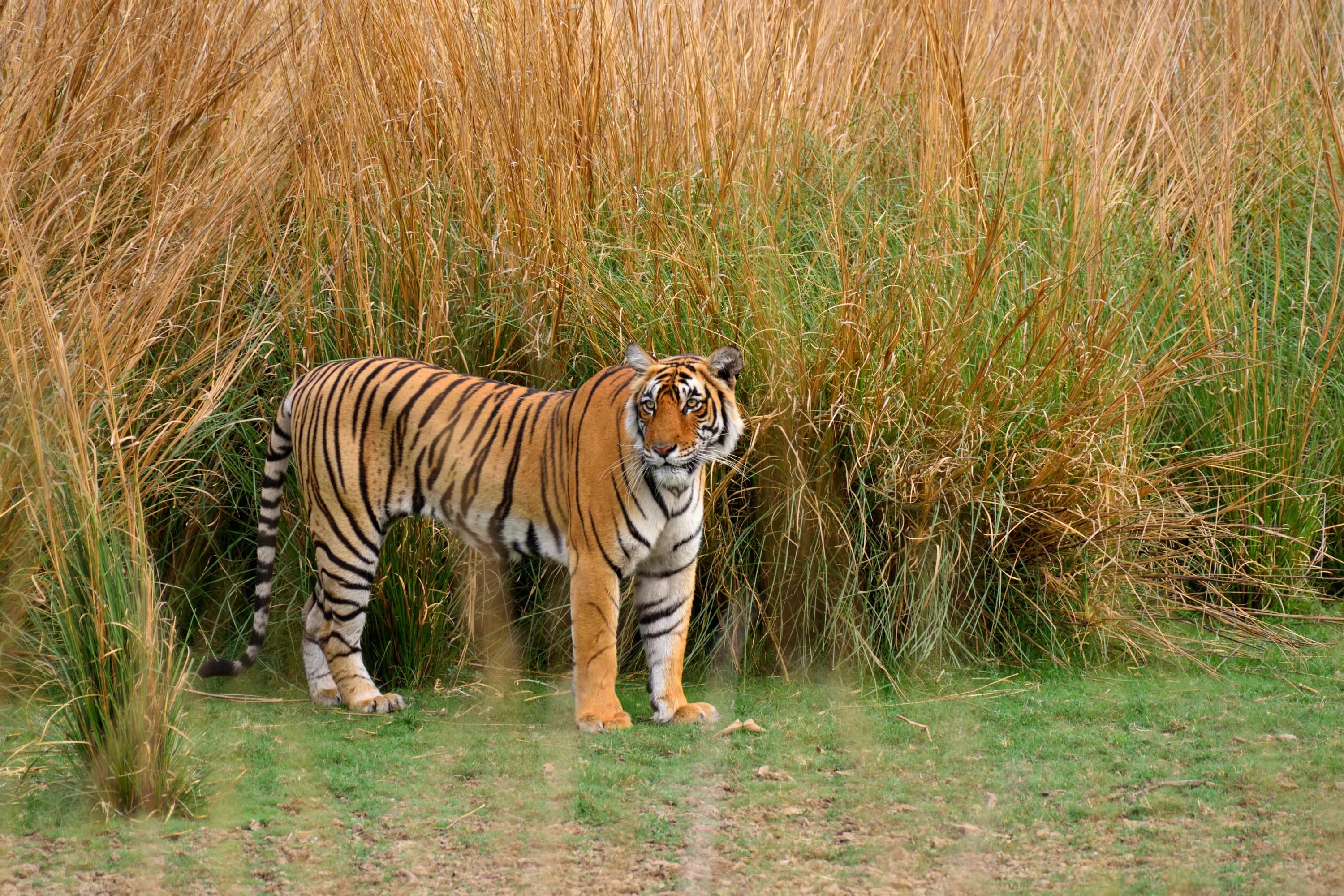 Day Trip from Jaipur to Ranthambore National Park