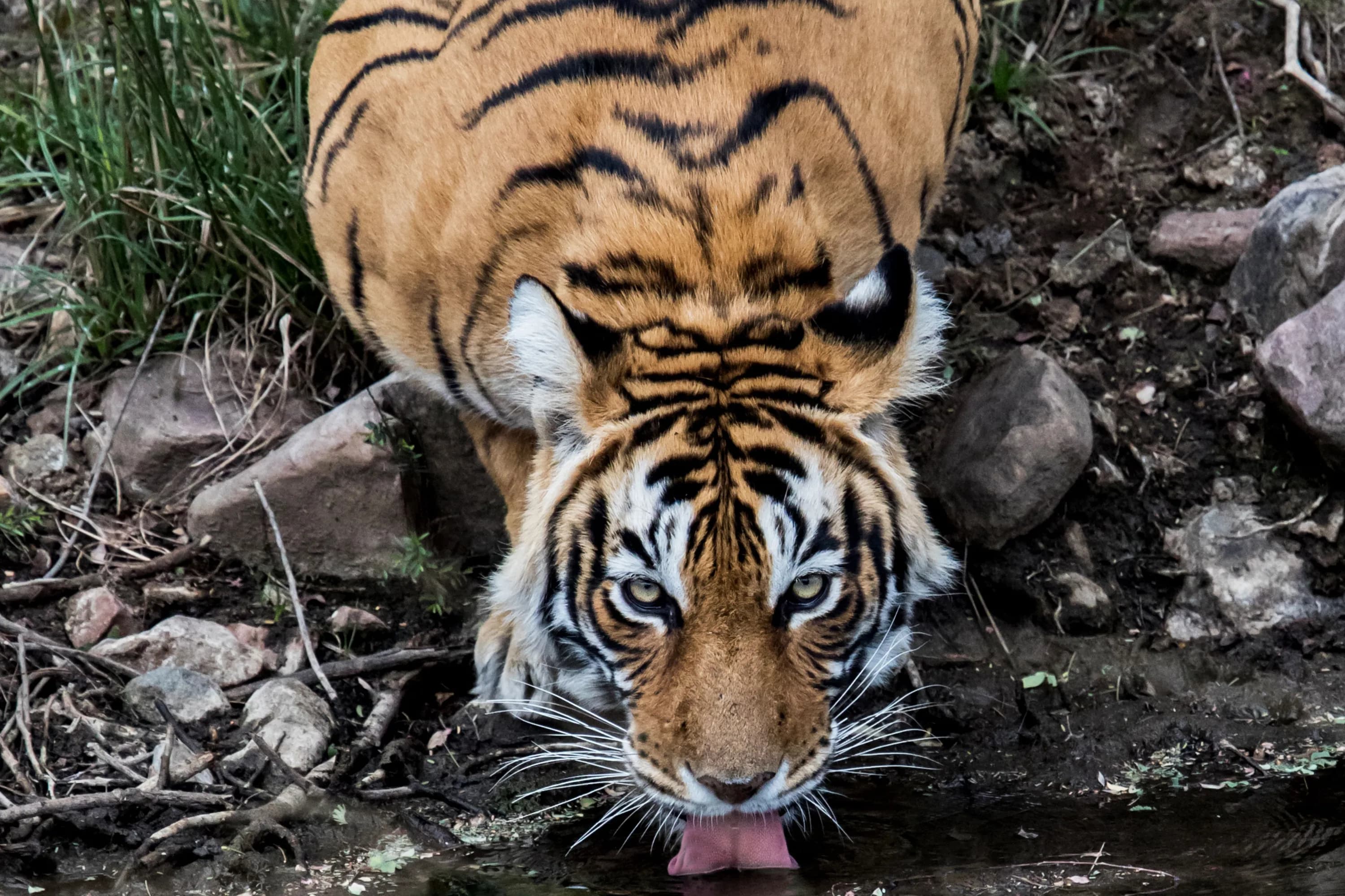 Delhi, Agra, Jaipur Tour with Tiger Safari 4Days