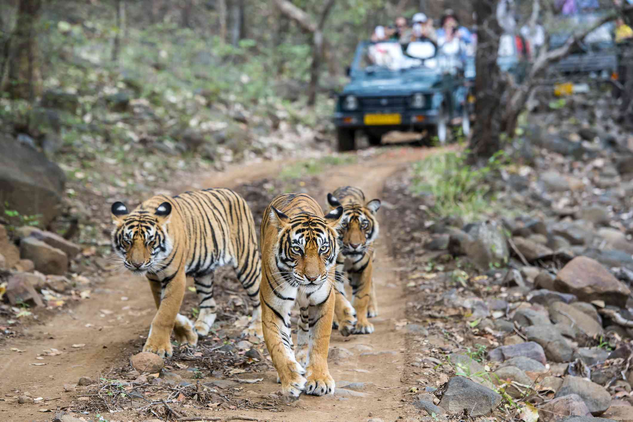 Day Trip from Jaipur to Ranthambore National Park