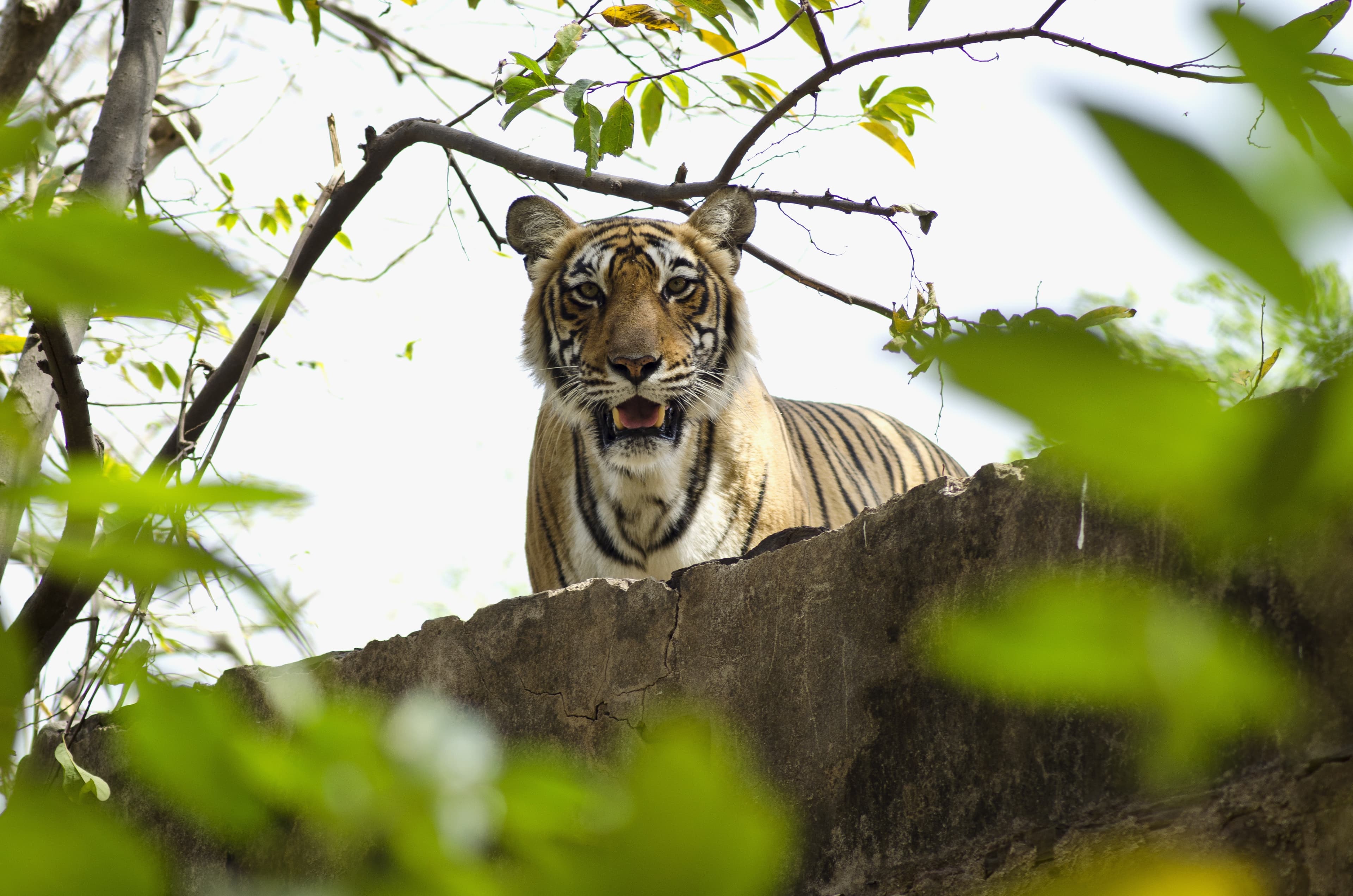 Tracking Tigers in Ranthambore: A Wildlife Safari Guide