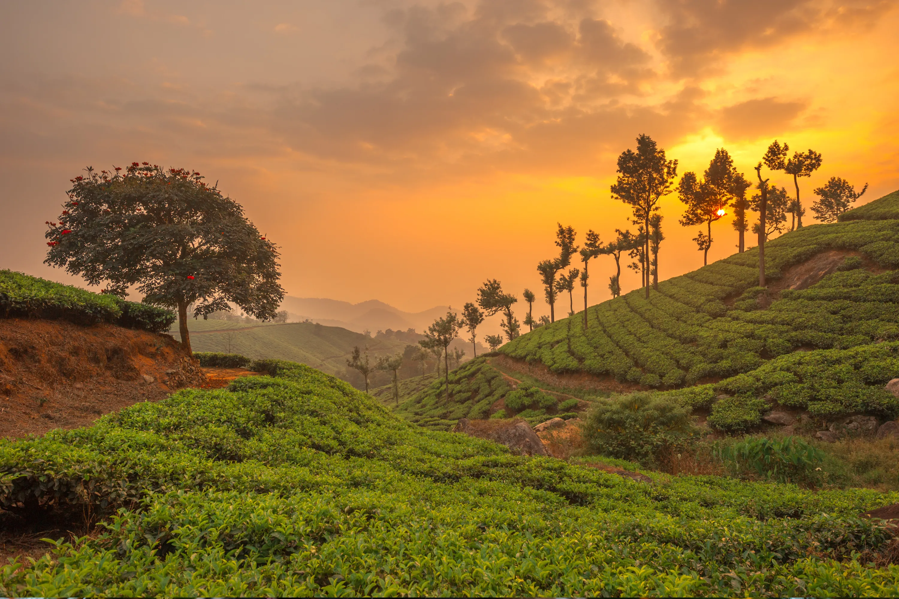 Munnar Thekkady Alleppey 5 Days - Luxury Tours India - Image 4