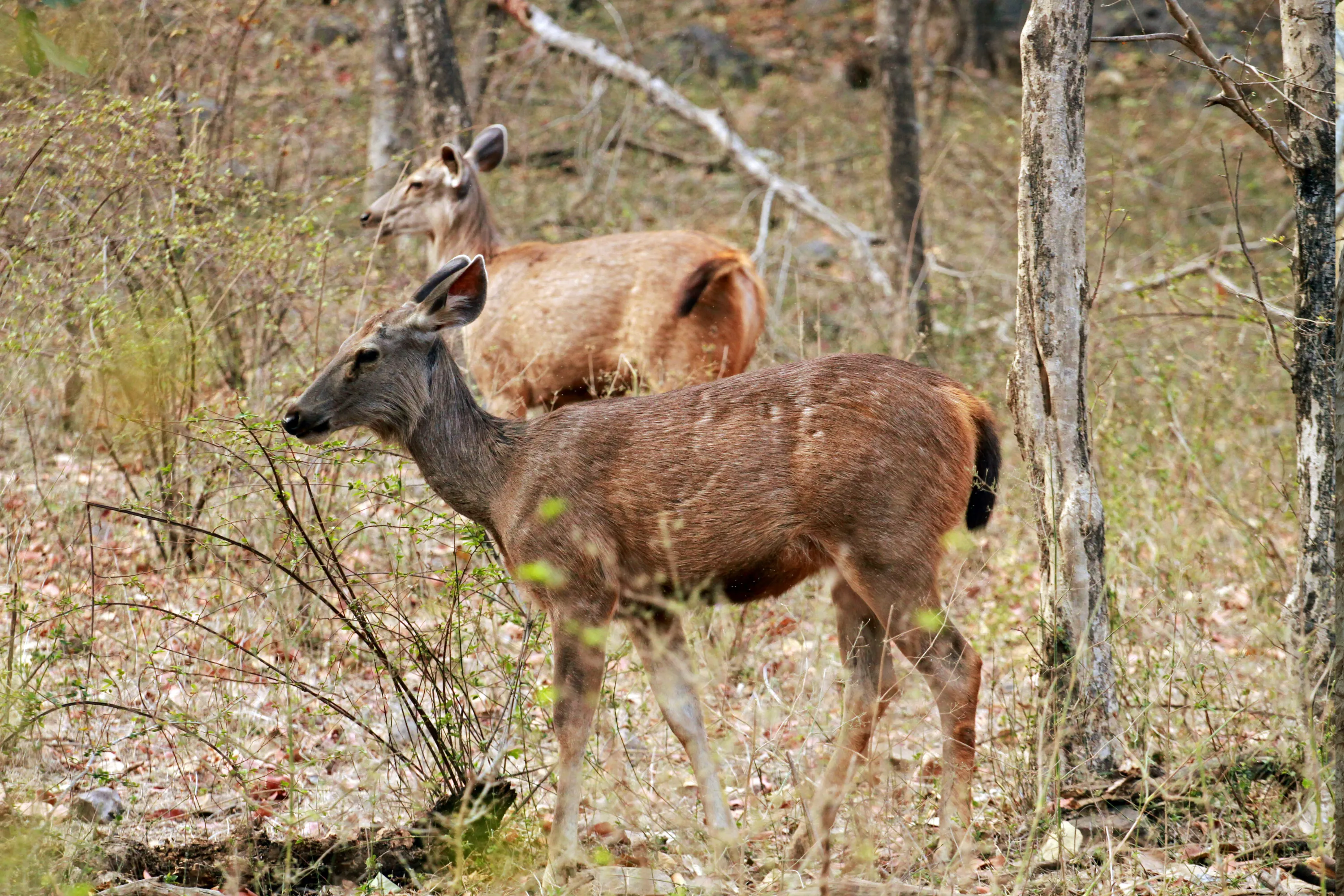 Ranthambore Tiger Safari from Delhi – 2 Days - Luxury Tours India - Image 4
