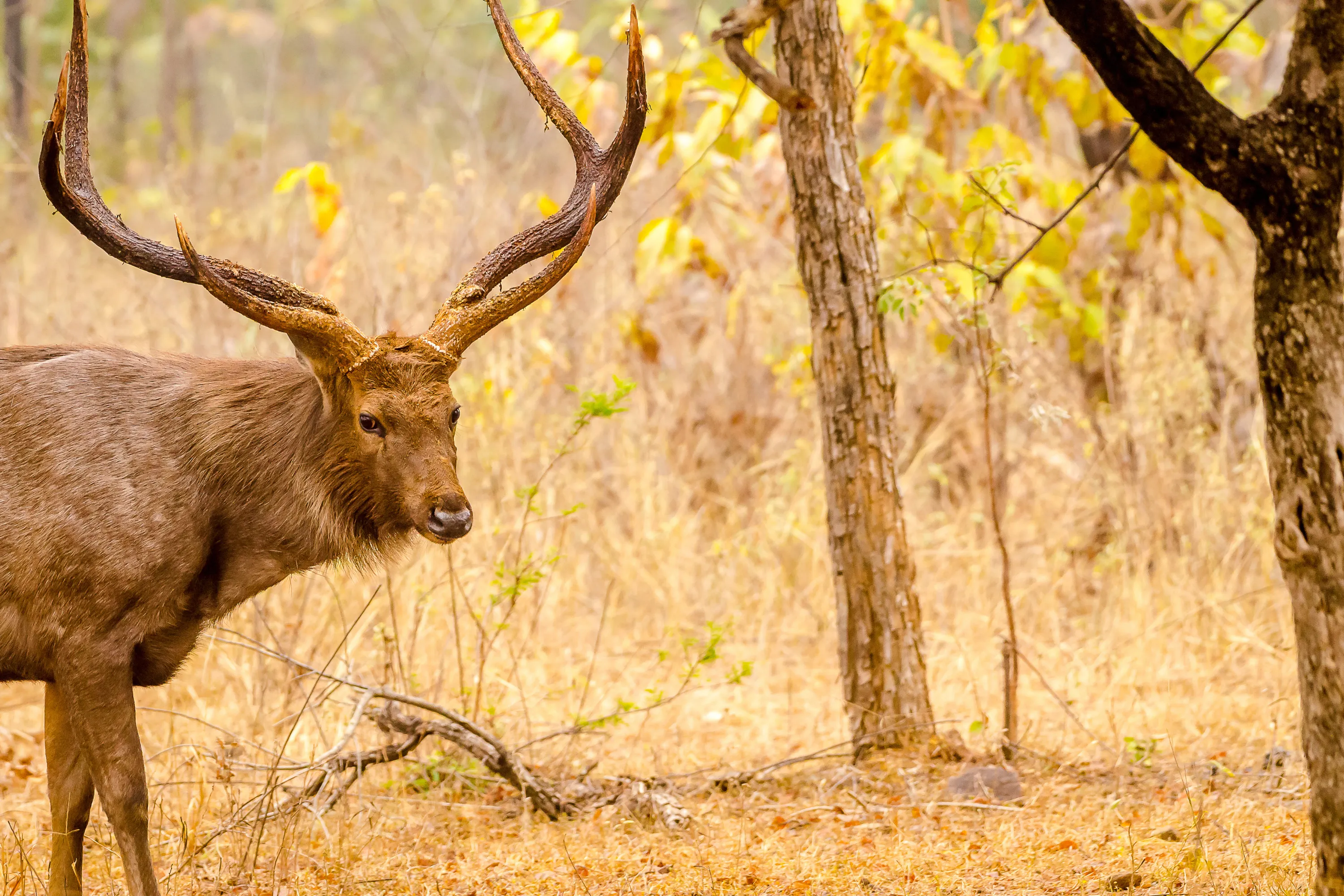 Ranthambore Tiger Safari from Delhi – 2 Days - Luxury Tours India - Image 6