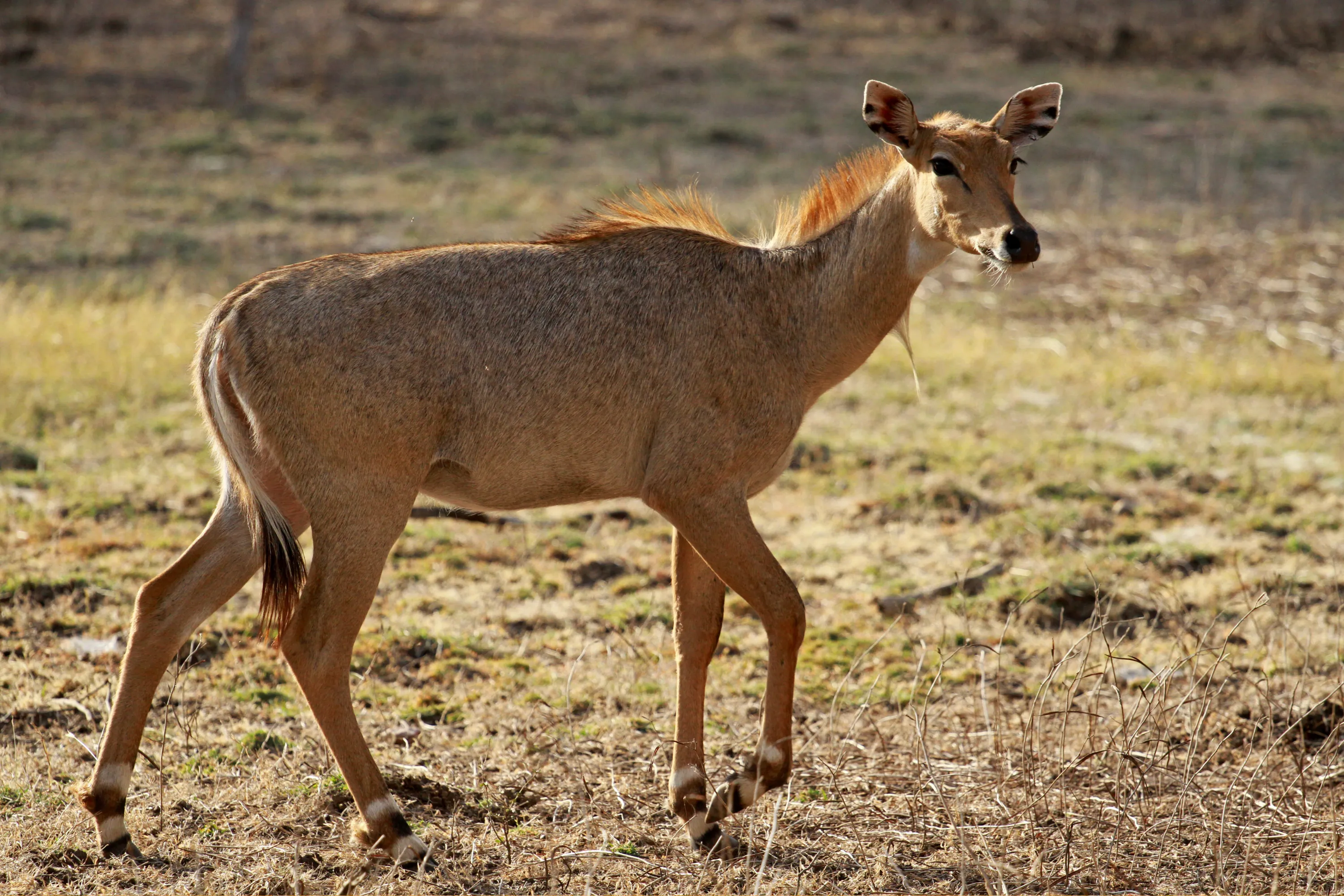 Ranthambore Tiger Safari from Delhi – 2 Days - Luxury Tours India - Image 8