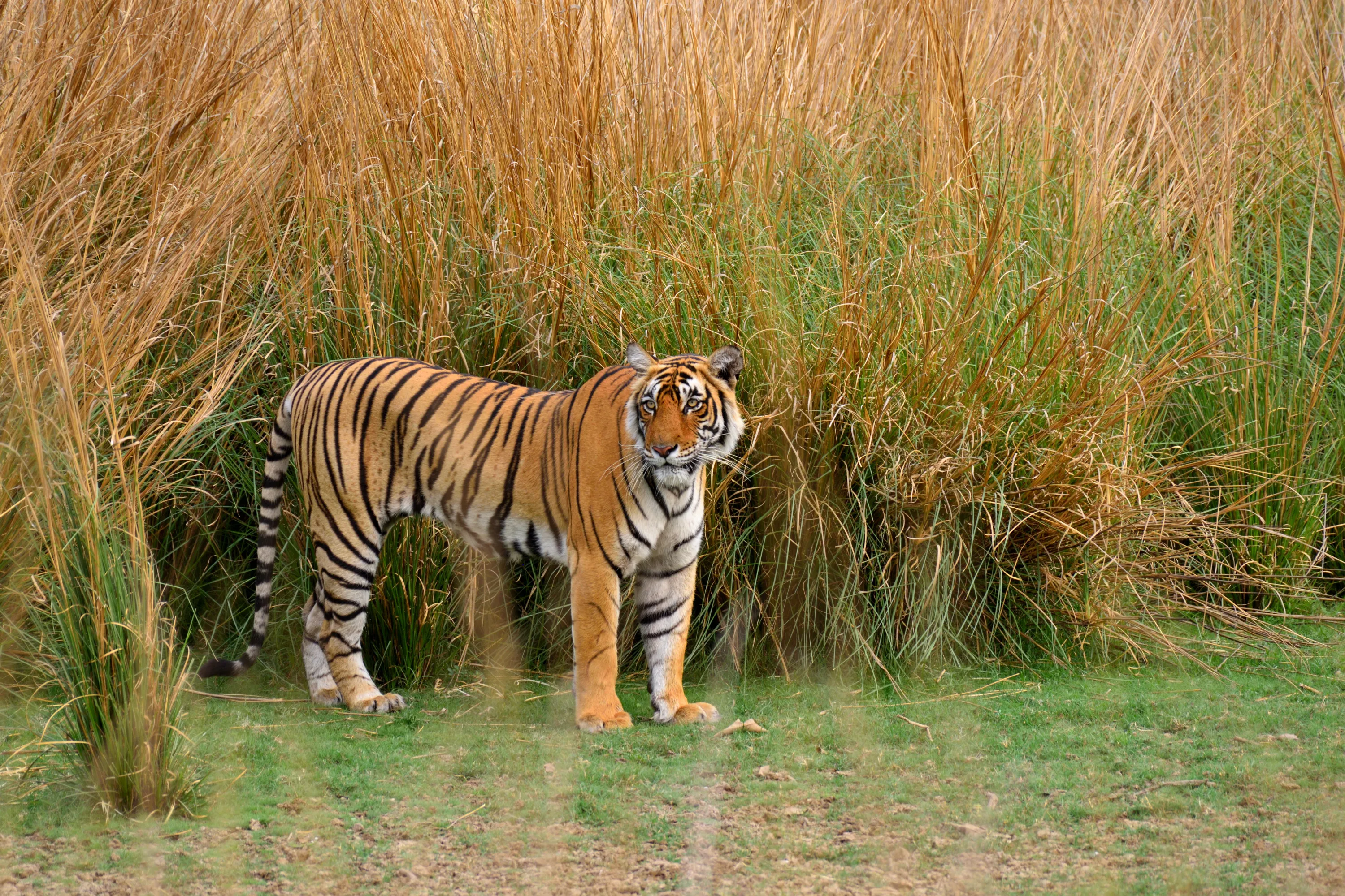 Ranthambore Tiger Safari from Delhi – 2 Days - Luxury Tours India - Image 12