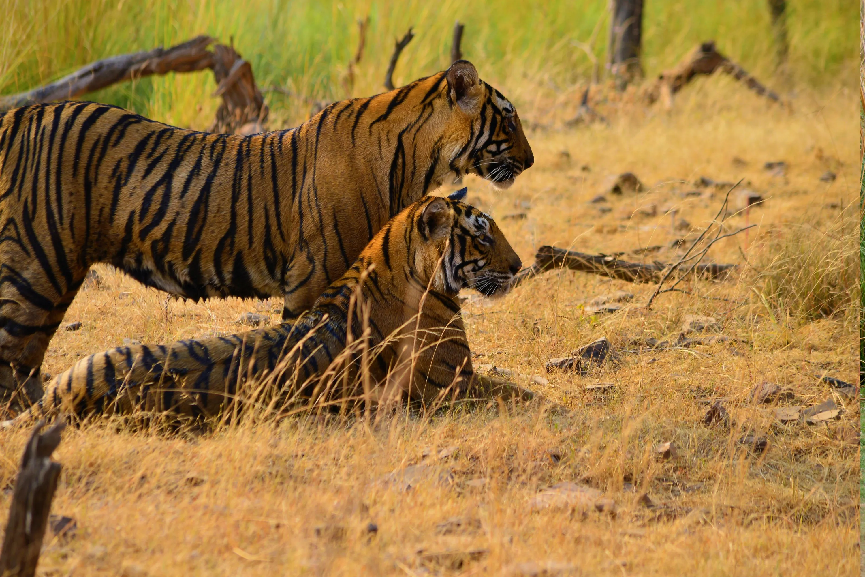 North East India Tour - Meghalaya & Assam - Luxury Tours India - Image 7