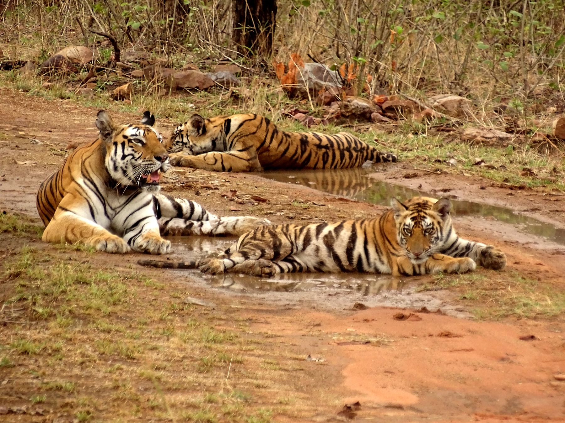 Jim Corbett Wildlife Tour 3Days - Luxury Tours India - Image 1