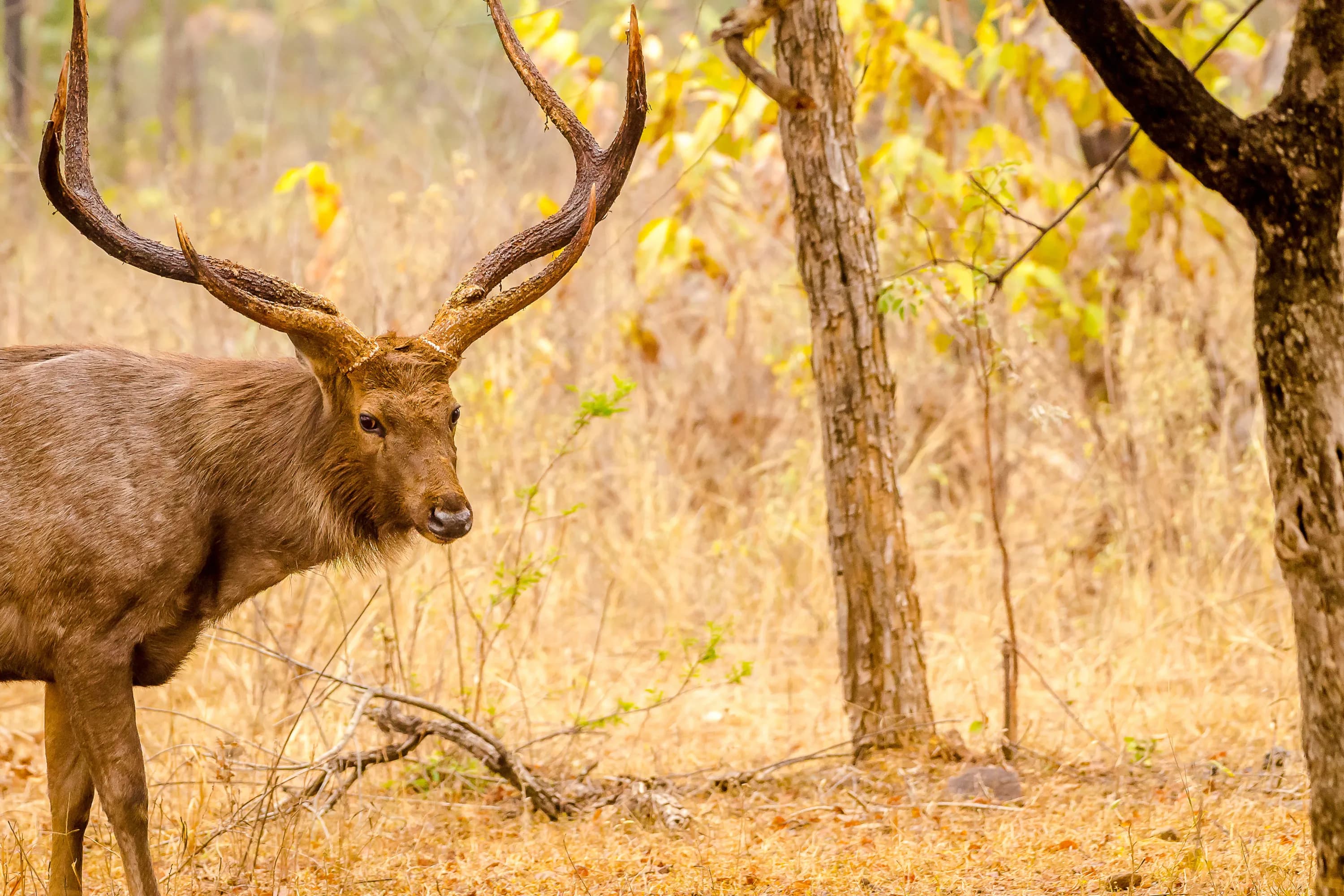 Golden Triangle with Ranthambore – 5 Days - Image 3 - Best Holiday Packages