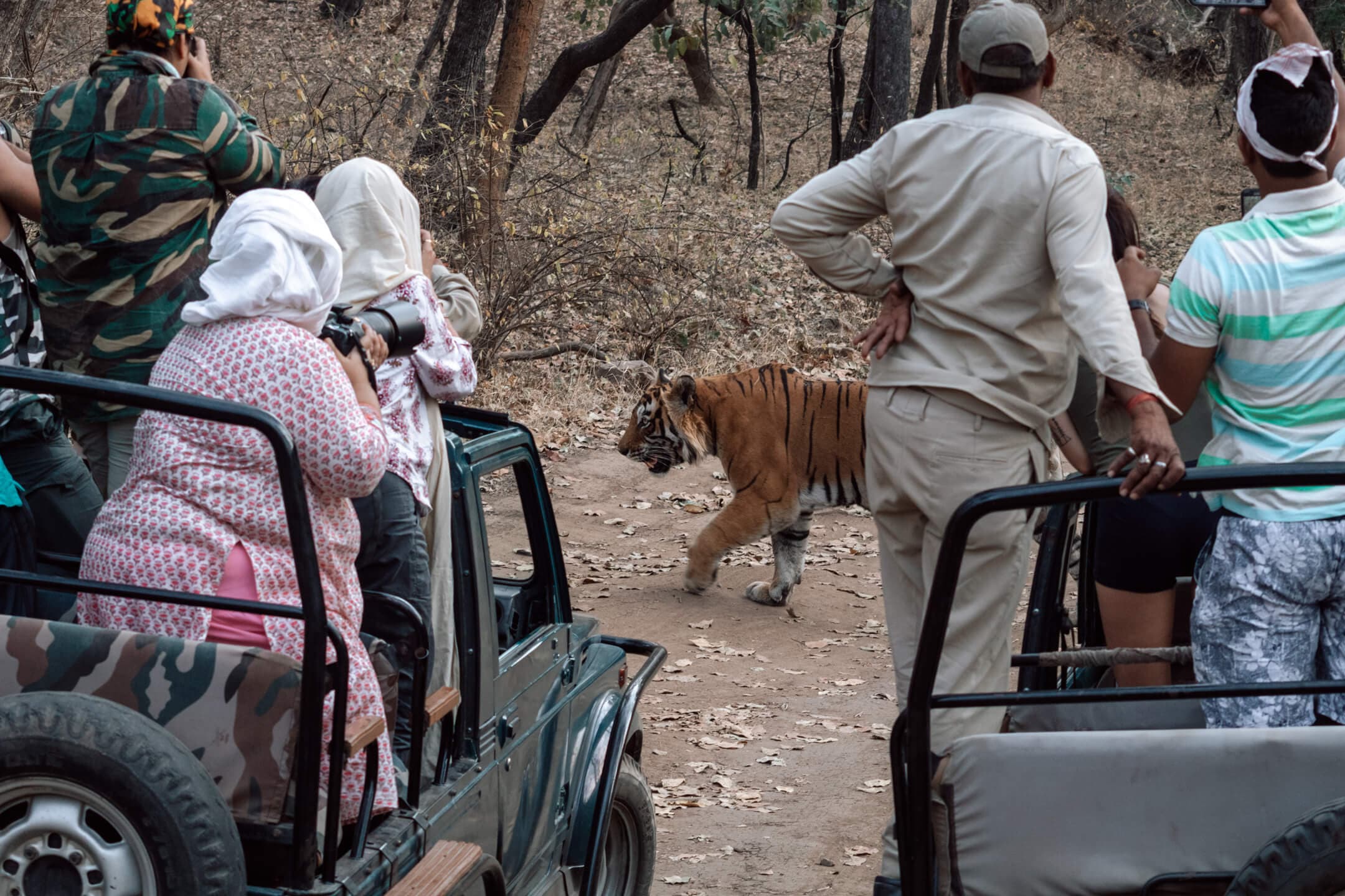 Tiger safari Ranthambore