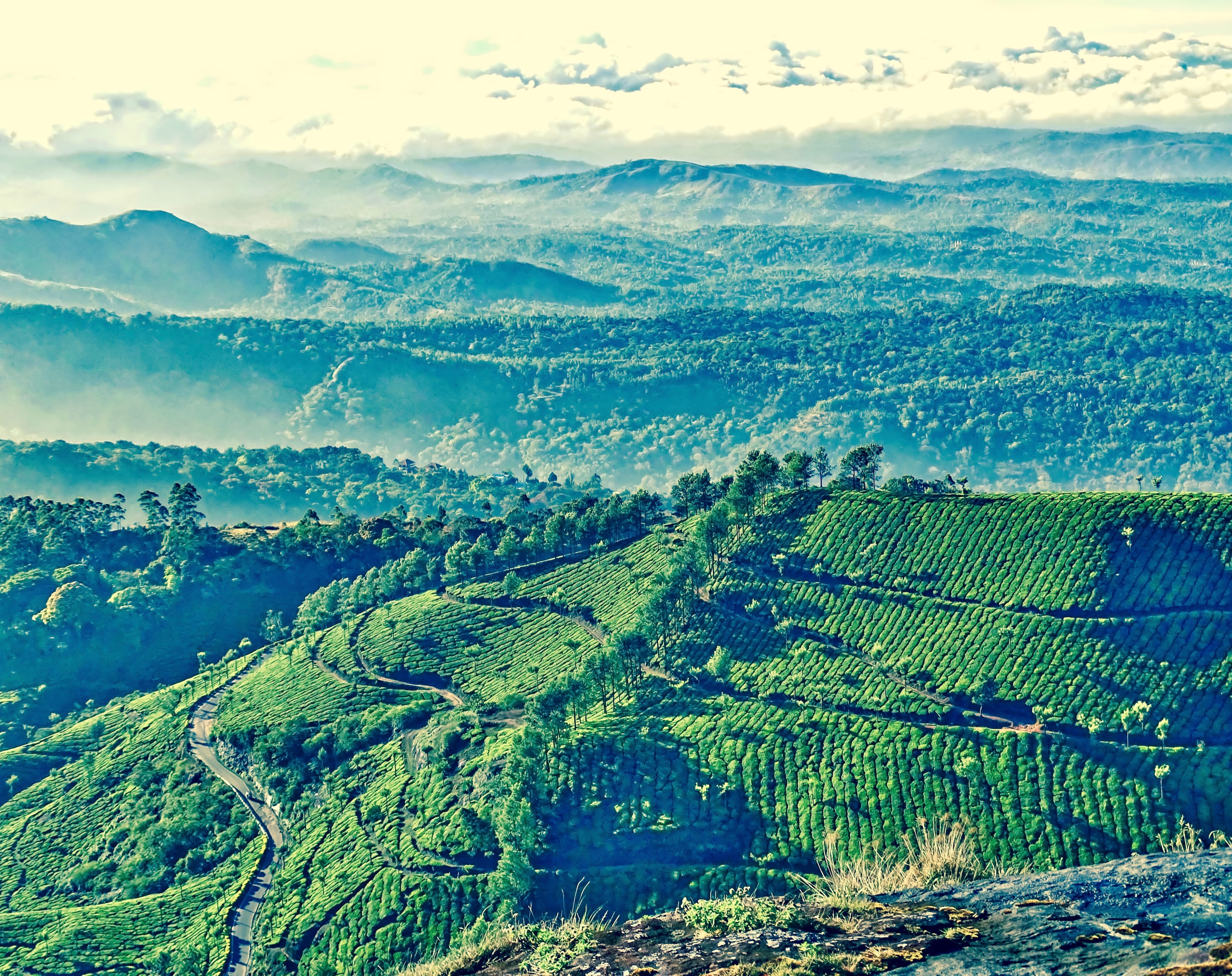 3 Days Munnar Eco point tour with Tea museum - Luxury Tours India - Image 3